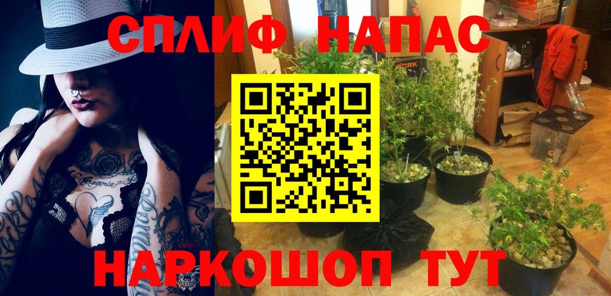 МАРИХУАНА сатива Апатиты